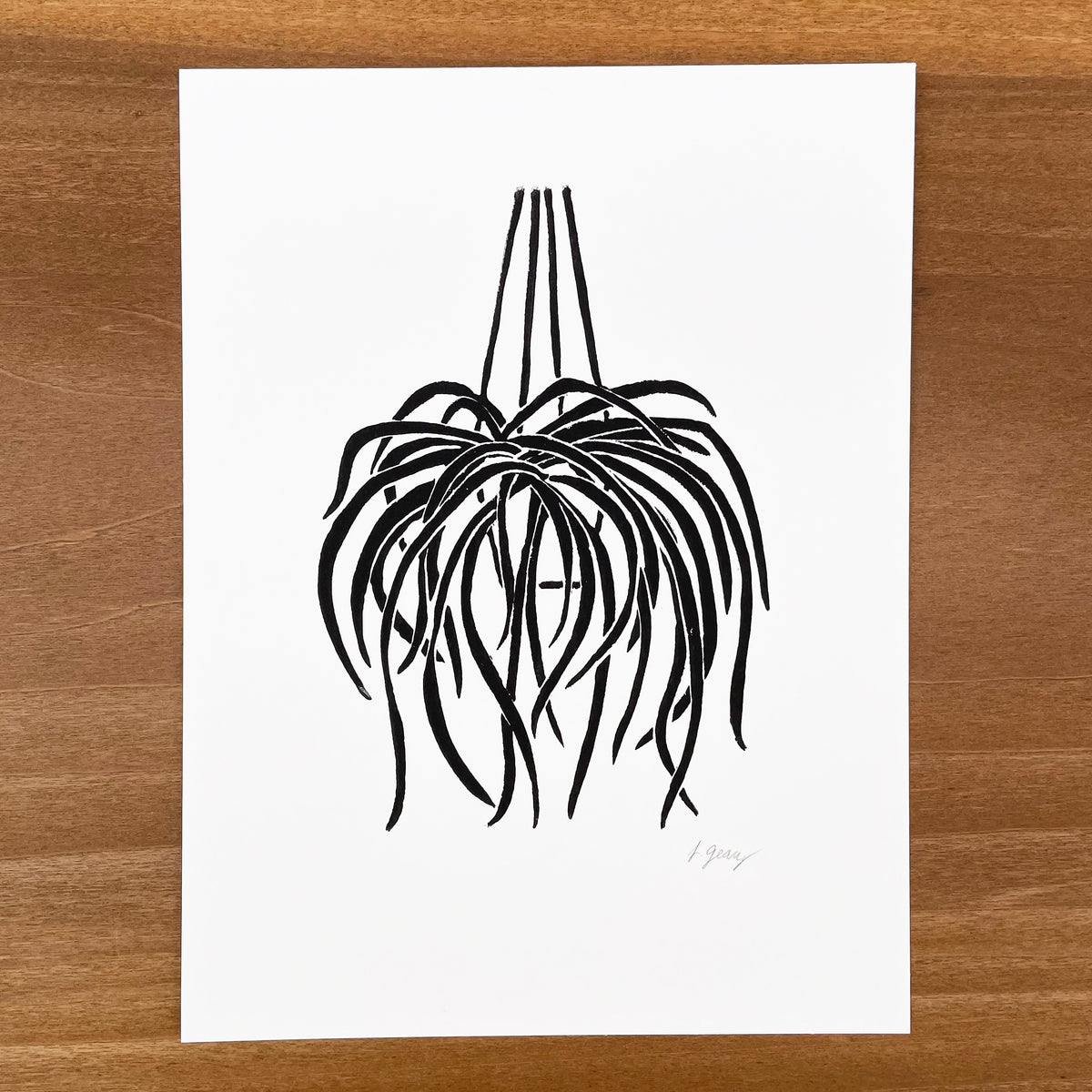 spider plant sketch Spider Plant" – JAX Atelier